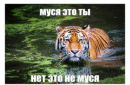 МУСЯ!!! ТЫ ГДЕ?!?!?!