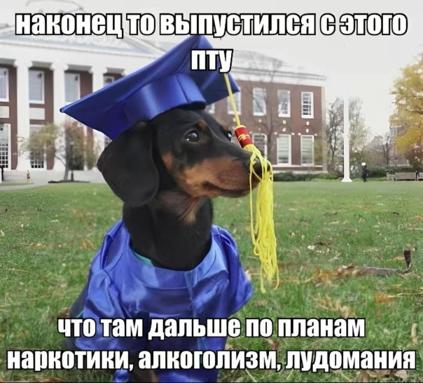 таксы картинки