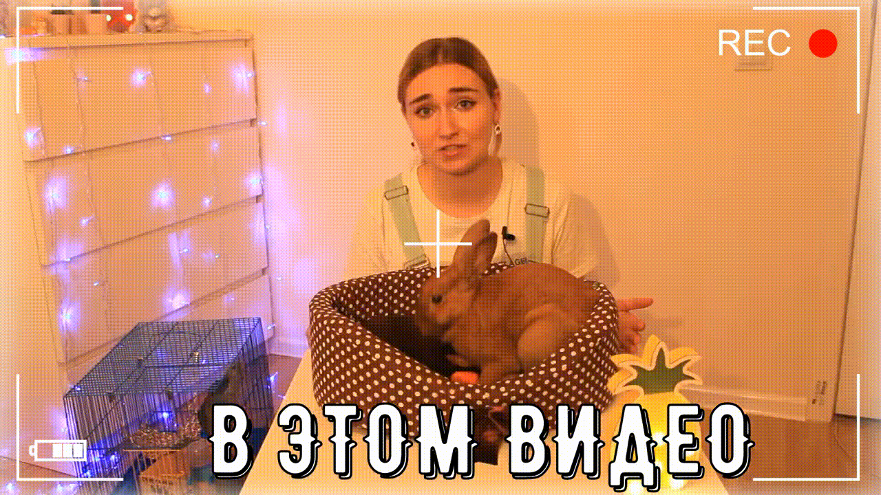 📺 Домашние кролики / плюсы и минусы