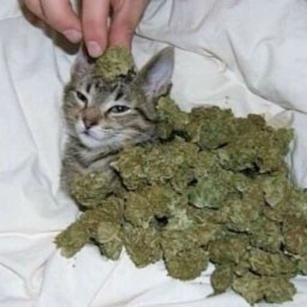 Костя Лопырь