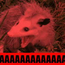 gif photo view