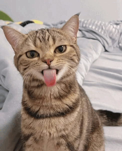 gif photo view
