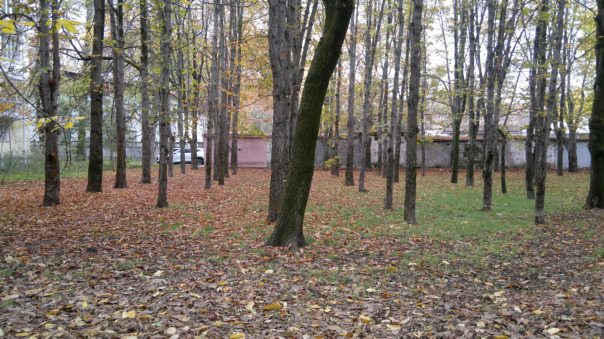 Shot on Nokia N8