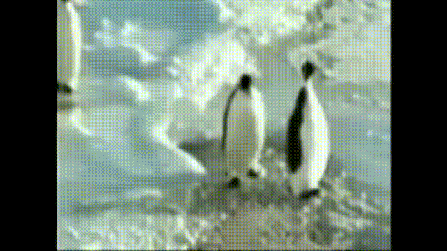 Penguin slaps other penguin