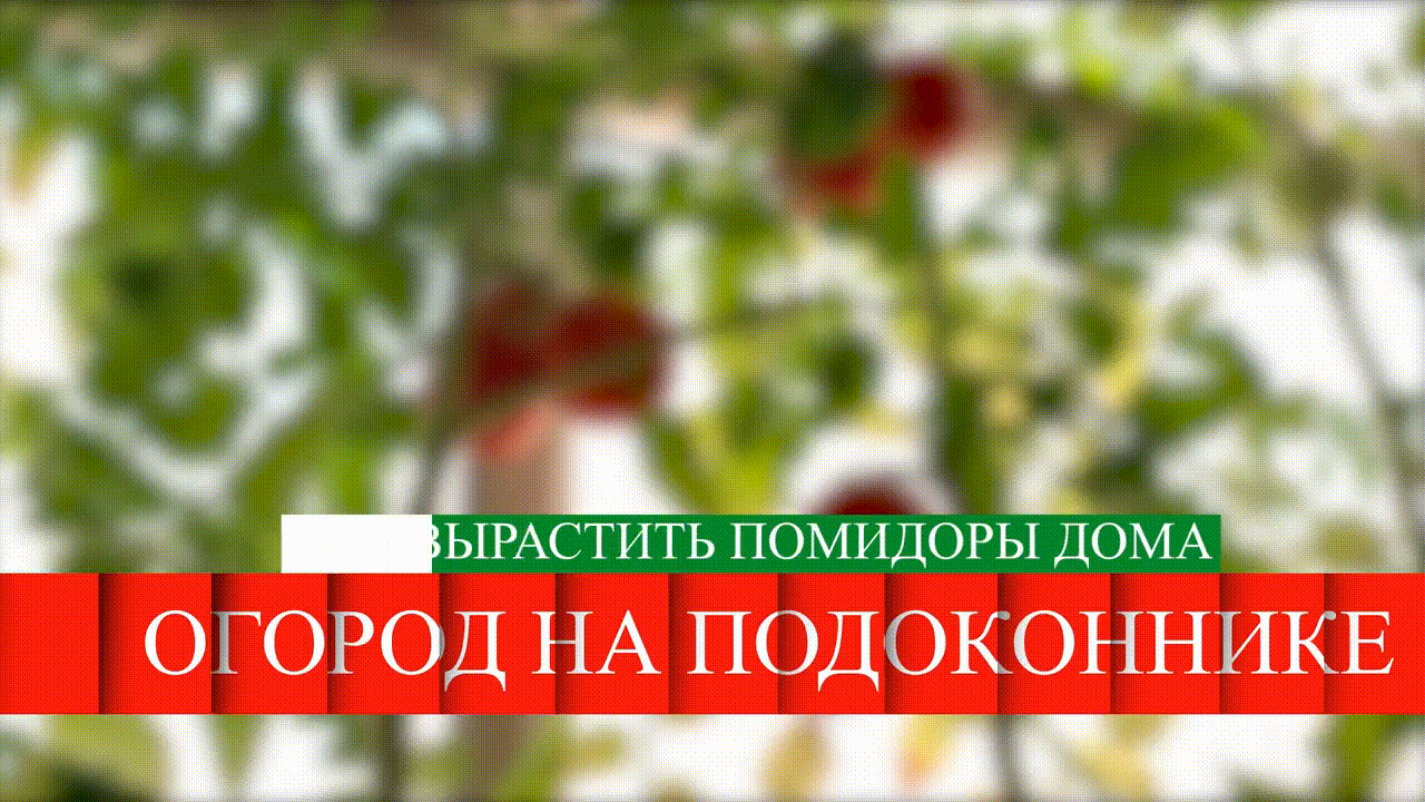 📺 Огород на подоконнике | Помидоры