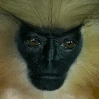 gif photo view