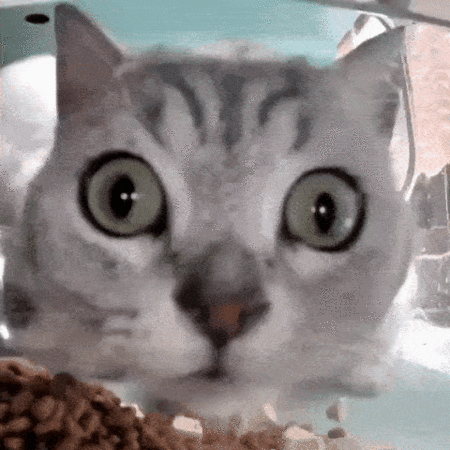 gif photo view