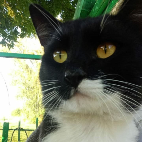 Mister Kot