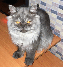 Dima 