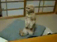 Смешные коты, Лучшие коты 2010