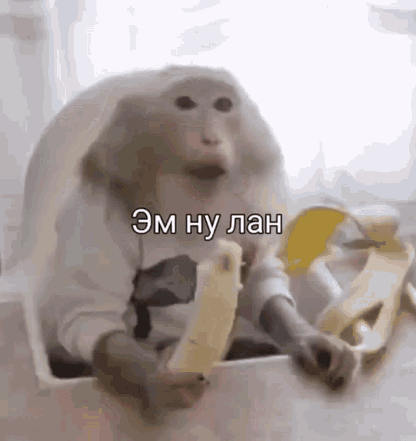 gif photo view