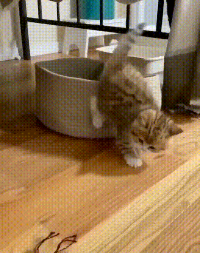 Kitty 001