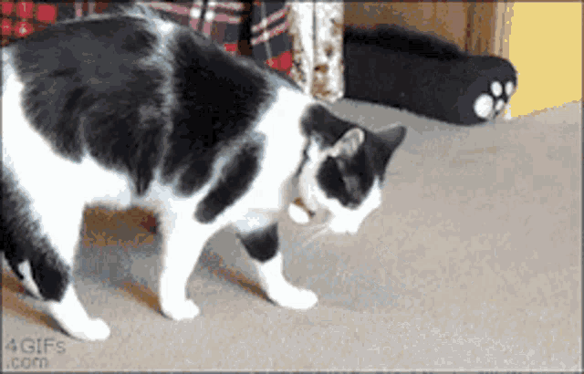 gif photo view