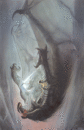 JOHN HOWE