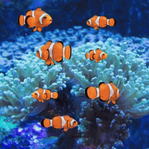 gif photo view