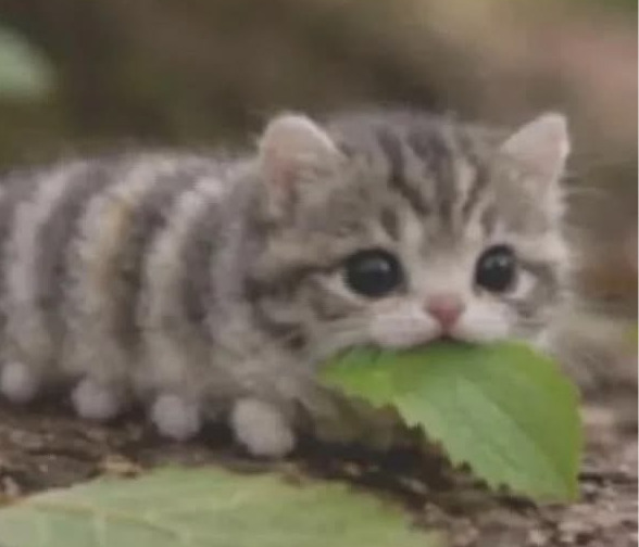 Кошка Ачо
