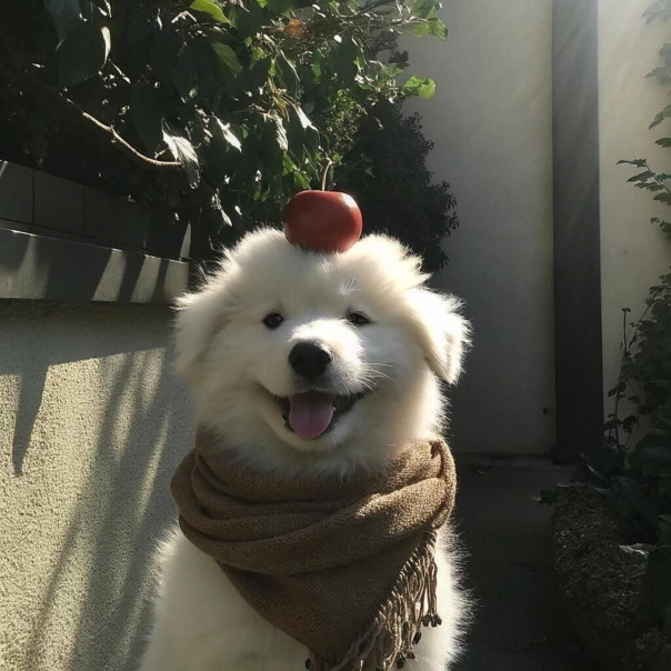 Беженециз Миннесоты