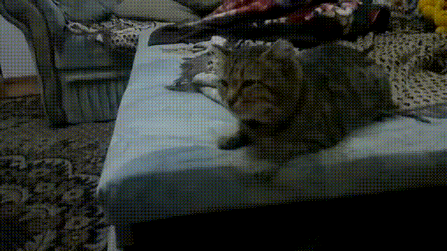кот устал чихать