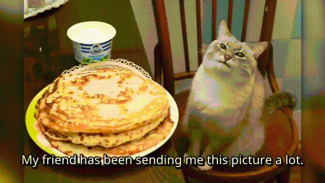 Кот и Блины
