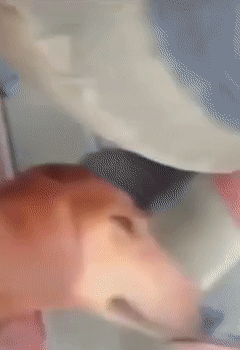 gif photo view