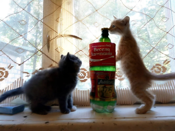 Андрей Котеночкин