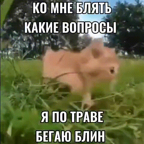 котик