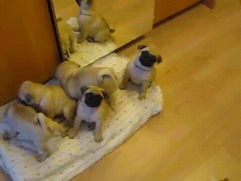 доброе утро, мопсы!