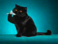 котята танцуют смешно :)))))
