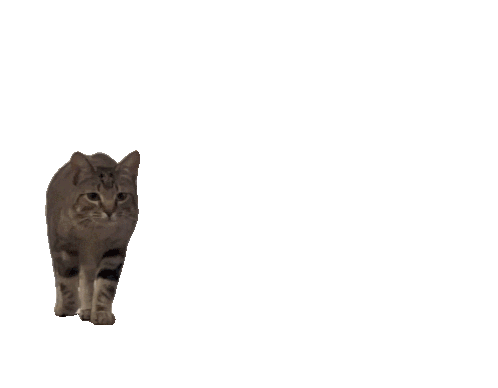 gif photo view