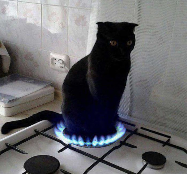 Манул 