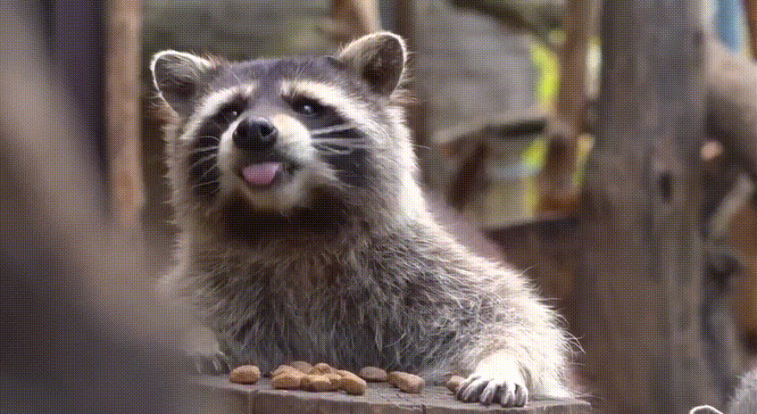 Raccoon 001