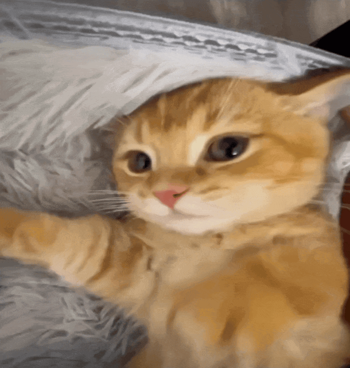 gif photo view