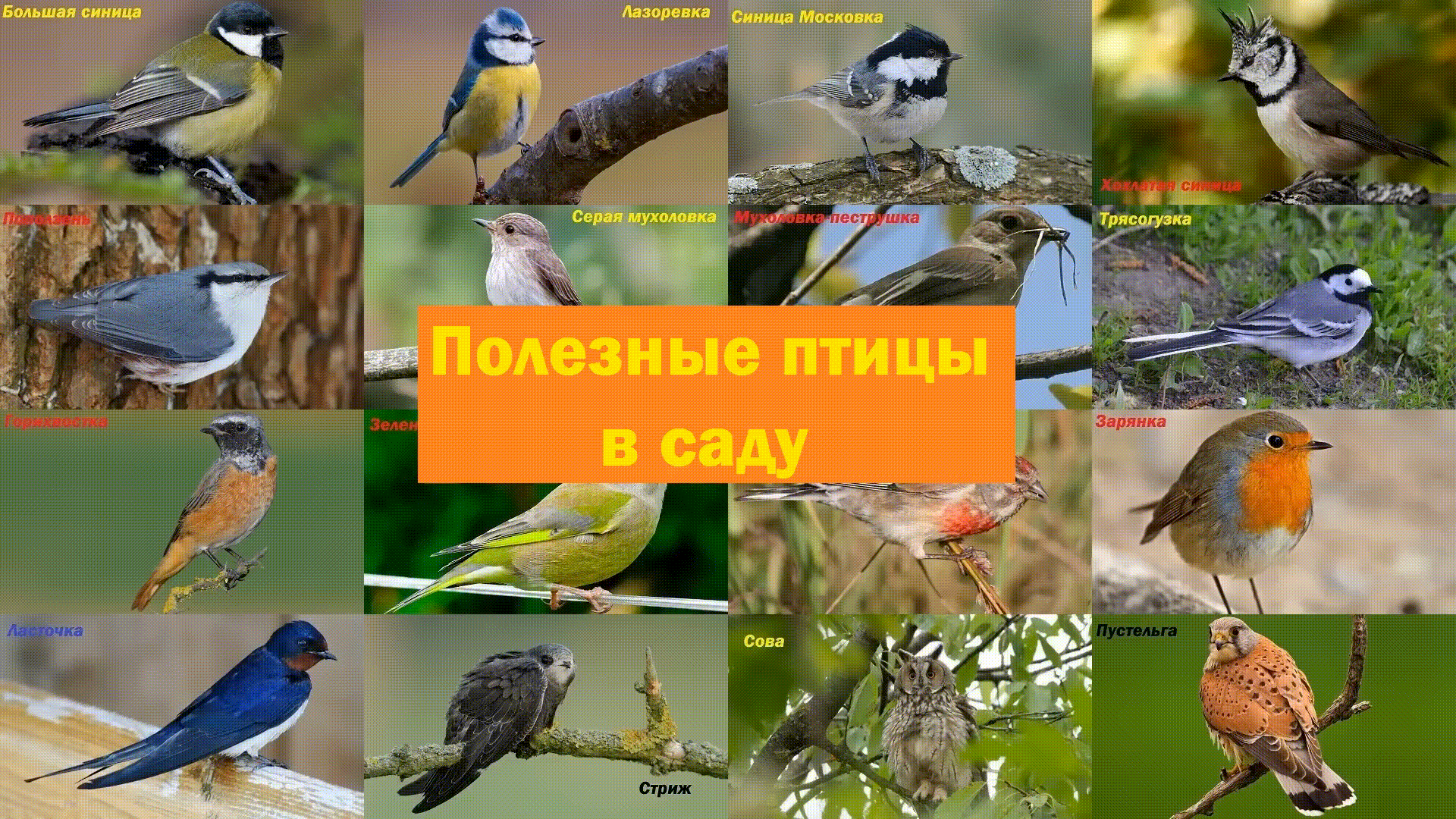 📺 Полезные птицы в вашем саду