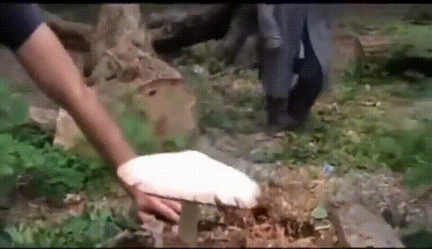 Я не понял, вы че мой гриб снимаете Это же мой гриб