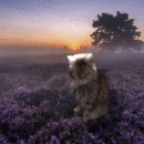 Поле