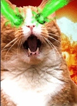 Der Kater