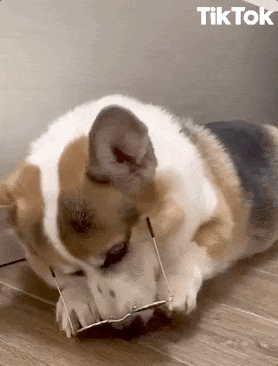 gif photo view