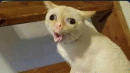 котейка
