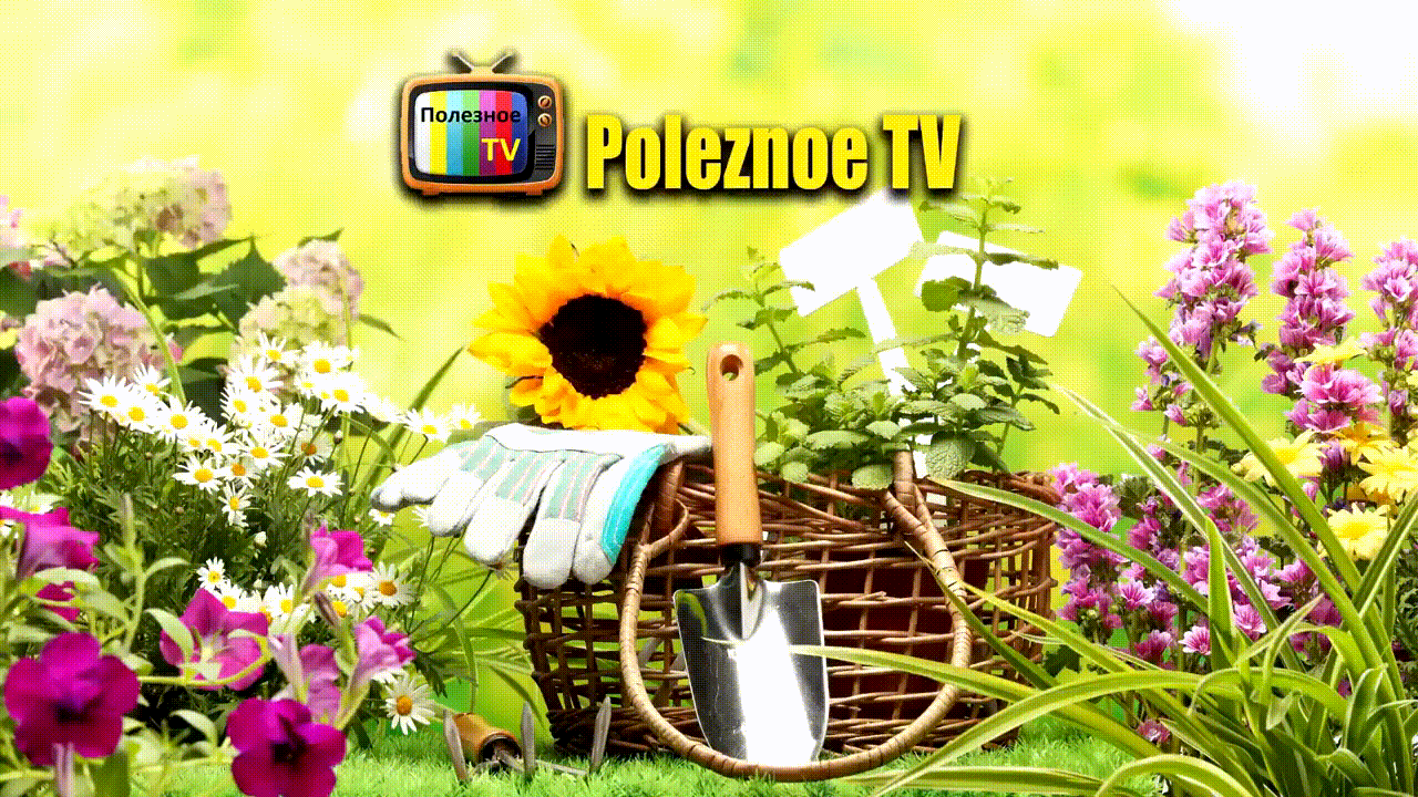 📺 Зелень на подоконнике