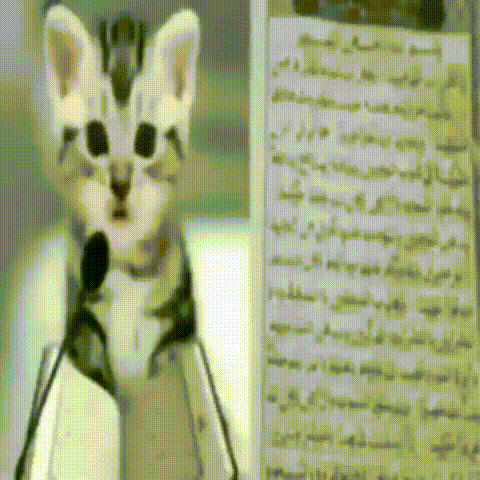 Unnamed Video.ogv