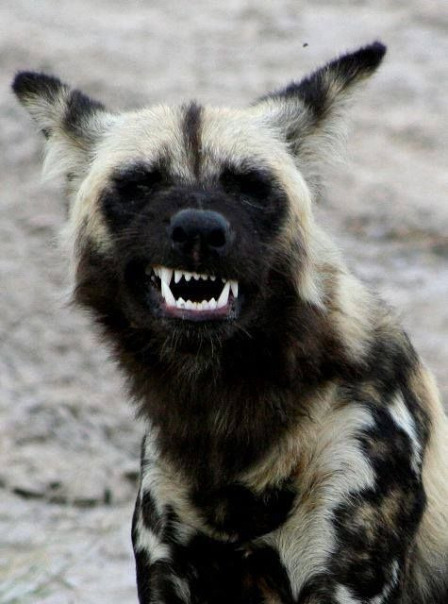 Ranatte Hunter