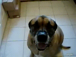 Dog eats Bean Burrito in 1 second