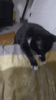 gif photo view