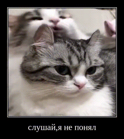 котик и демотиватор