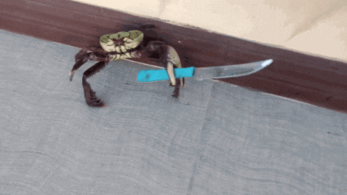 gif photo view
