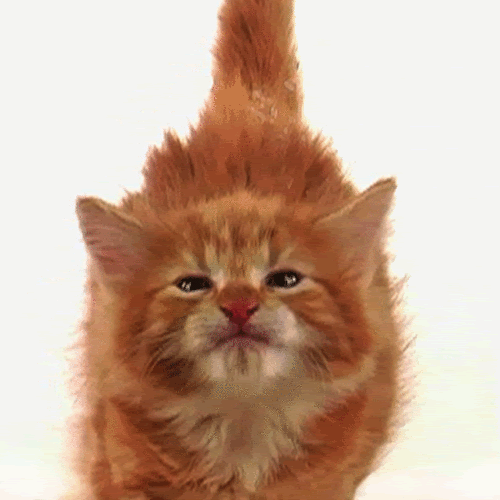 gif photo view