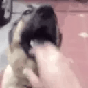 gif photo view