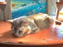 Моя киска 
^o^...