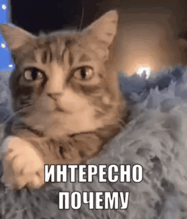 gif photo view