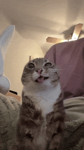gif photo view